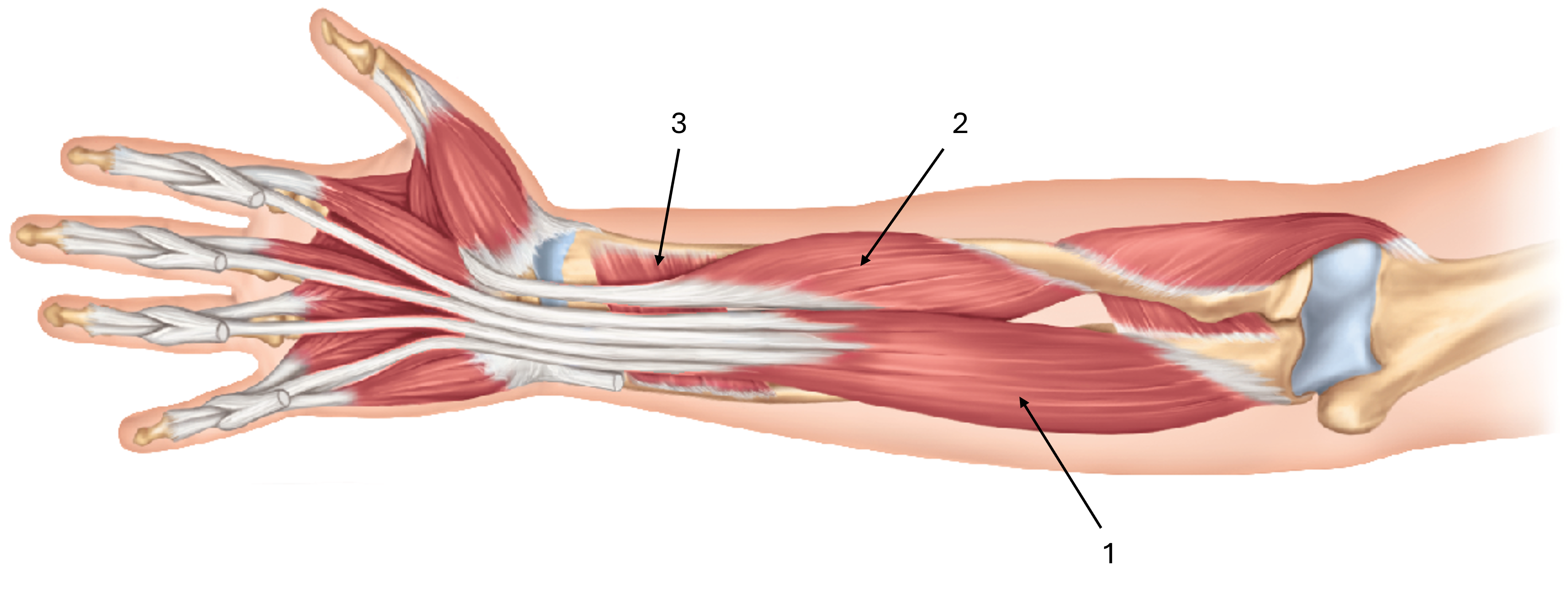 <p>label this diagram of the deep muscles of the anterior forearm</p>