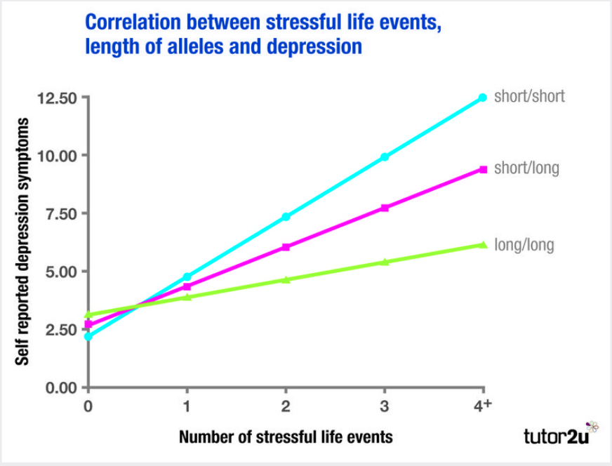 !! GENES STUDY !!

A - To investigate whether a change on the 5HTT gene is linked to a higher or lower risk of depression in an individual.

M - Correlational analysis of looking at Life-history calendar (LHC) and Diagnostic Interview Schedule (DIS) --- Looked at a sample of 1037 New Zealand 26 year olds --- All members of a cohort assessed for mental health every two years from age 3. 

P - Divided into three groups based on their 5-HTT alleles: Group 1 had two short alleles, 2 had one short + one long, 3 had two long. 
Participants were asked to fill in a "Stressful life events" questionnaire which asked them about the frequency of 14 different events - including financial, employment, health and relationship stressors - between the ages of 21 and 26.  They were also assessed for depression.

R - People with one or two short alleles exhibited more depressive symptoms, diagnosable depression and suicidal ideation in relation to stressful life-events than individuals who carried the long allele of 5-HTT.

C - No direct relation between short alleles on the 5HTT gene and depression, but a correlation between these and instances of depression linked to stressful life events. --- The long alleles seem to protect against suffering depression as a result of stress. The effects of the gene adaptation are dependent on environmental exposure to stress (Genetic vulnerability, Gene-environment interaction)

E - ✓ Longitudinal study, from age 3 (reliability), High sample size (Population validity / generalizability), Holistic, considered environmental factors, not just genes as the cause
⨉ Correlational, no cause-and-effect, self-reporting (low reliability), studies (see Risch) could not replicate results (low replicability), some people without the mutation still developed depression