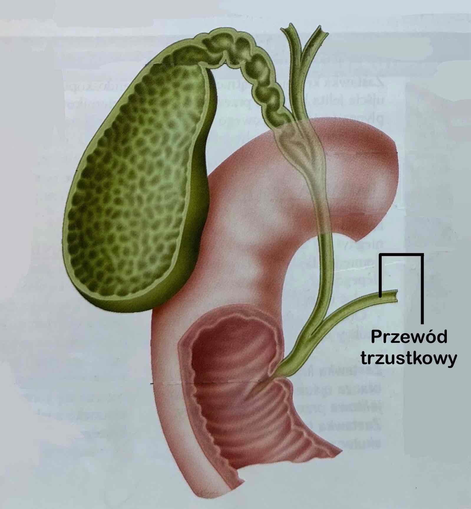 <p>Ductus pancreaticus</p><p>Odprowadza wydzielinę z trzustki i łączy się z przewodem żółciowym wspólnym</p>