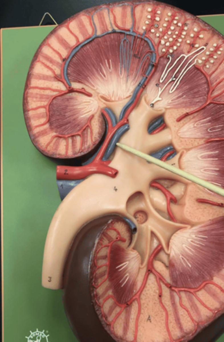 <p>kidney blood flow:</p><p>9. the interlobular veins will then become ______ veins</p>