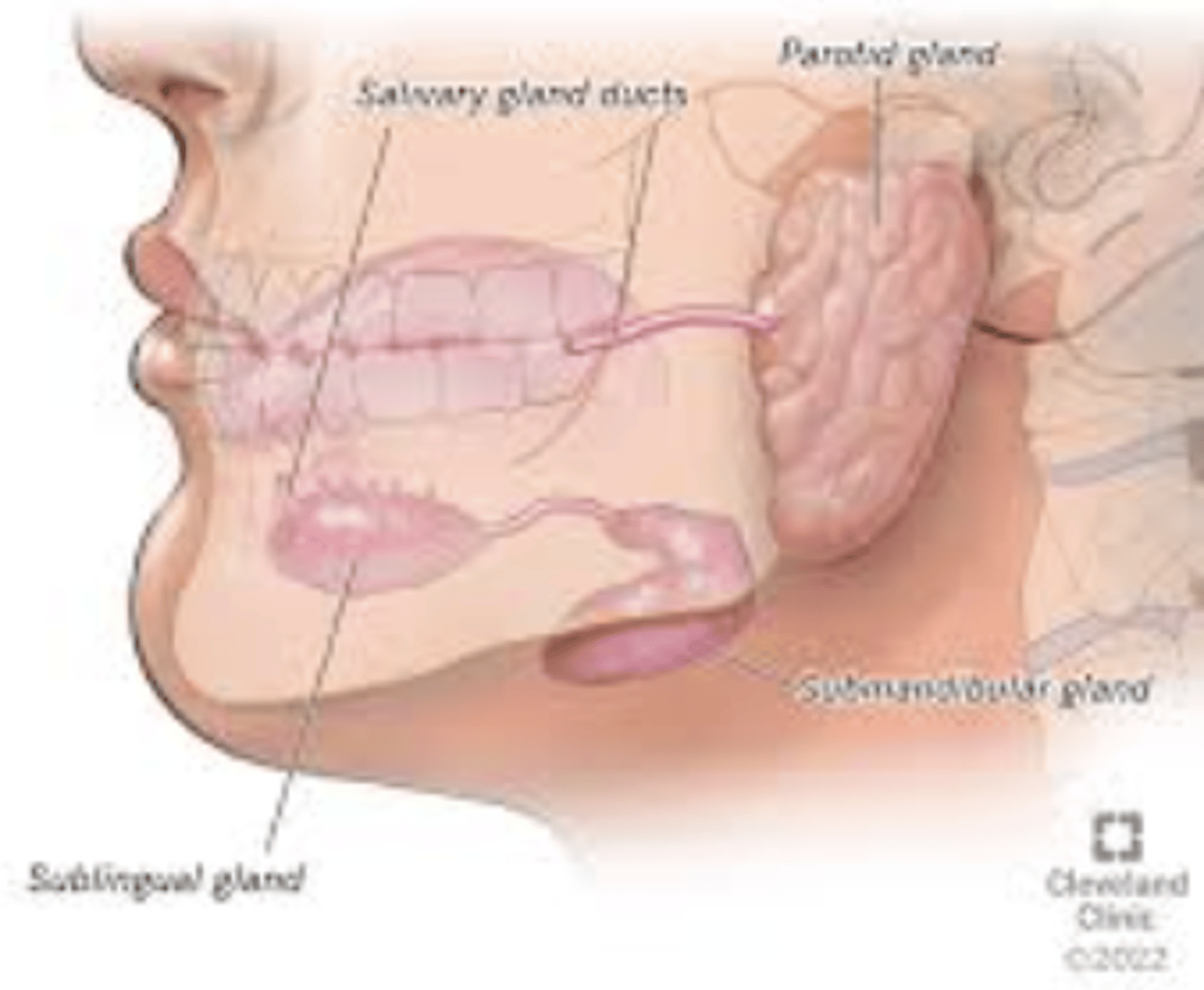 <p>Sublingual and Submaxillary glands</p>