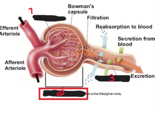 <p>On the image, what is the name of the structure labeled ‘3’? </p>