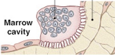 <p>Which type of bone cell is:</p><ul><li><p>Secrete acids and protein-digesting enzymes</p></li><li><p>Remove or recycle bone matrix and release stored minerals (osteolysis)</p></li><li><p>Are derived from stem cells that produce macrophages</p></li></ul><p></p>