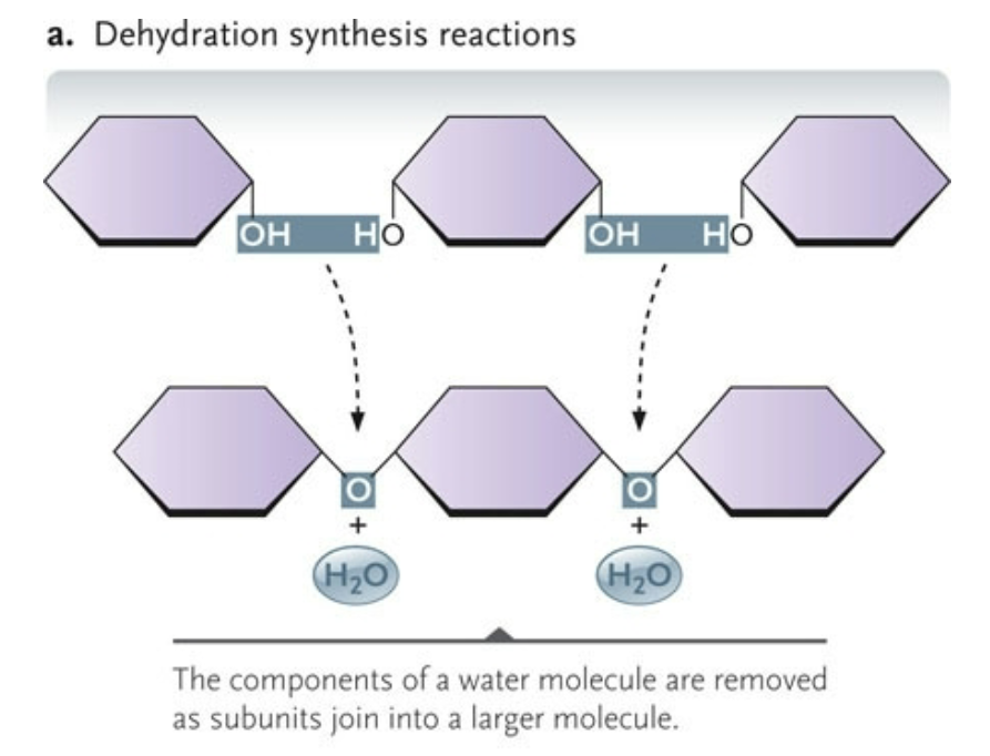 <p>the components of a water molecule are removed as subunits to join into a larger molecule </p>