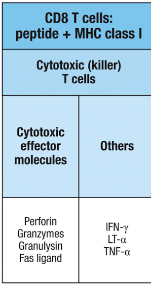 <p>cytotoxic effector molecules: <strong>perforin, granzyme, granulysin, Fas ligand</strong></p><ul><li><p>FasL induces apoptosis of target cells expressing FAS</p></li></ul><p>cytokines: <strong>IFN-y , LT-</strong><span>α, </span><strong><span>TNF-</span></strong><span>α</span></p><ul><li><p>IFN - y inhibits viral replication and increases MHCI, and activates macrophages</p></li></ul><p></p>