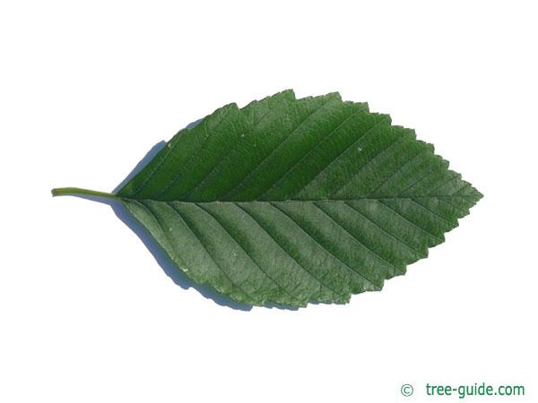 <p>leaf margin slightly rolled under</p>