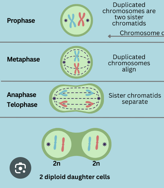 <p>the process by which a cell replicates its chromosomes and then segregates them, producing two identical nuclei in preparation for cell division</p>