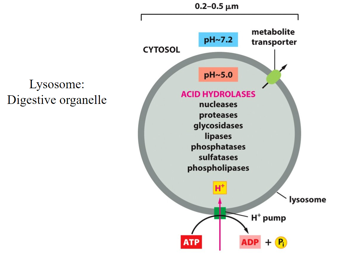 <p>lysosome</p>