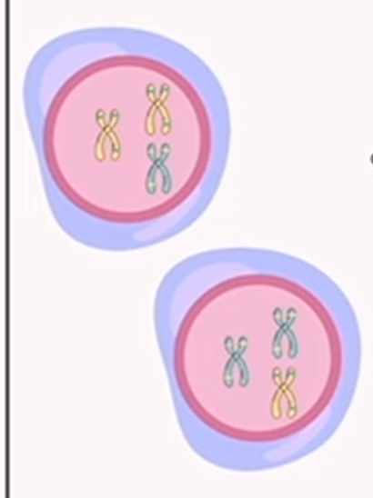 <p>meiosis: prophase 2</p>