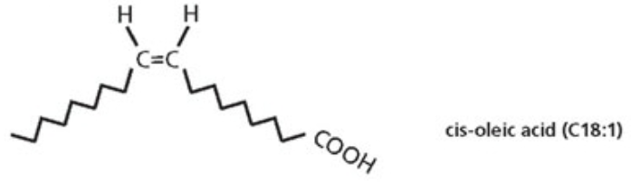 <p>Cis orientation→ induce the bending of the acyl chain</p>