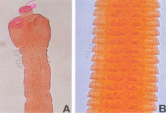 <p>what specie and general parts</p>