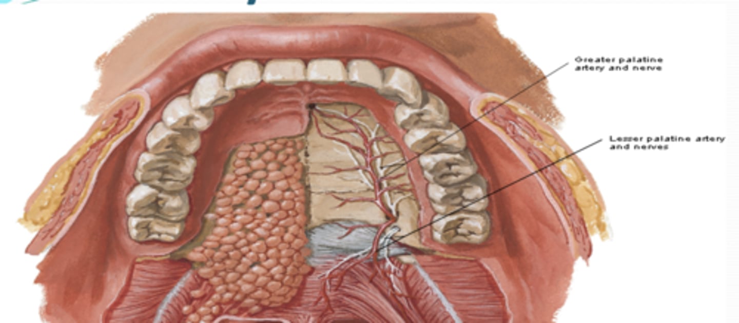 <p>What are the branches of the descending palatine artery? What do they supply?</p>