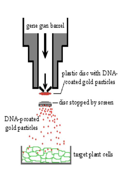 <ul><li><p>Gold or Tungsten particles are coated with DNA </p></li><li><p>• The DNA-coated particles are placed on the end of a plastic bullet </p></li><li><p>• The plastic bullet is placed in the gene gun </p></li><li><p>• The target tissue is placed at the end of the barrel • An explosive charge /air pressure propels the particle bullet forward</p></li><li><p> • The DNA-coated particles are released and strike the target tissue</p></li></ul><p></p>