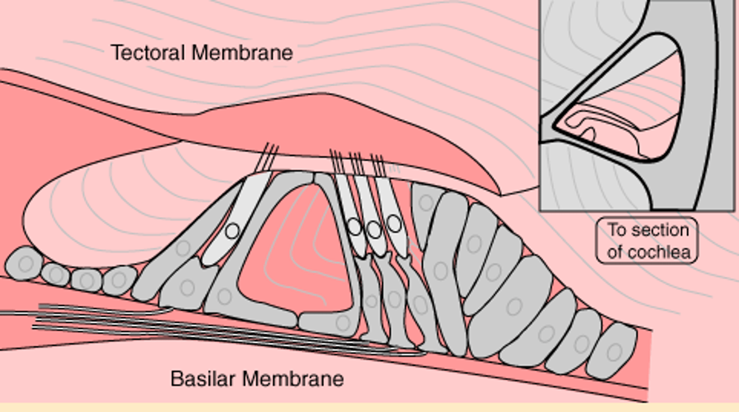 <p>A membrane inside the cochlea which vibrates in response to sound and whose vibrations lead to activity in the auditory pathways.</p>