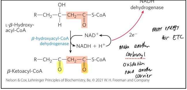 <p><span style="background-color: transparent;">Oxidation reaction forms a keto from the hydroxyl group -- generating beta-ketoacyl-CoA</span></p><ol><li><p><span style="background-color: transparent;"><strong>𝛽-hydroxyacyl-CoA dehydrogenase </strong>= catalyses the dehydrogenation of L-𝛽-hydroxyacyl-CoA to form <strong>𝛽-ketoacyl-CoA</strong></span></p></li><li><p>Carbonyl group on the beta carbon —> now have a good L.G.</p></li><li><p><span style="background-color: transparent;">Catalyzed in the <strong>trifunctional protein</strong></span></p></li><li><p><span style="background-color: transparent;">Enzyme is specific for the L stereoisomer</span></p></li><li><p><span style="background-color: transparent;">Closely analogous to the malate dehydrogenase reaction of krebbs</span></p></li><li><p><span style="background-color: transparent;">Uses NAD<sup>+</sup> → NADH + H<sup>+</sup> and 2 electrons go to ETC</span></p><ol><li><p><span style="background-color: transparent;">NADH dehydrogenase (complex I) = electron carrier of respiratory chain</span></p></li><li><p><span style="background-color: transparent;">Accepts electrons from NADH formed in the 𝛽-hydroxyacyl-CoA dehydrogenase reaction</span></p></li><li><p><span style="background-color: transparent;">Makes 2.5 ATP whereas FAD makes 1.5</span></p></li></ol></li></ol><p></p>
