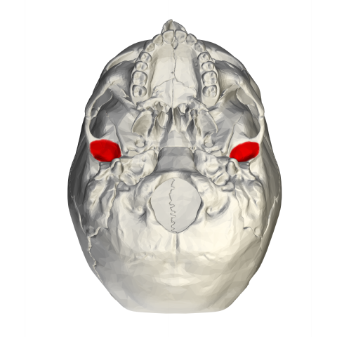 <p>(inferior view) round-shaped depression, base of zygomatic process</p>