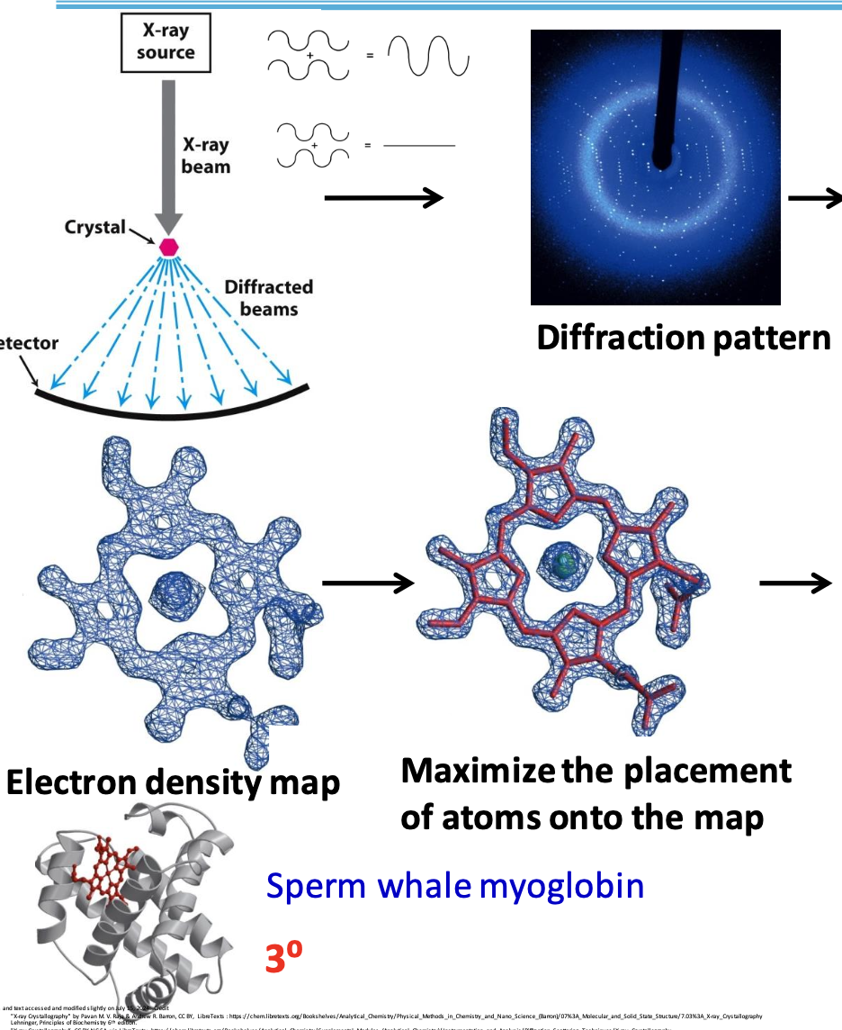 <p>Used to determine 3D arrangement of atoms in a crystalline solid. When in contact w/ protein, some rays can diffract off atoms. The diffraction patterns tell us about structure.</p><p>X-rays are used since their wavelength is approx. the length of a covalent bond</p>