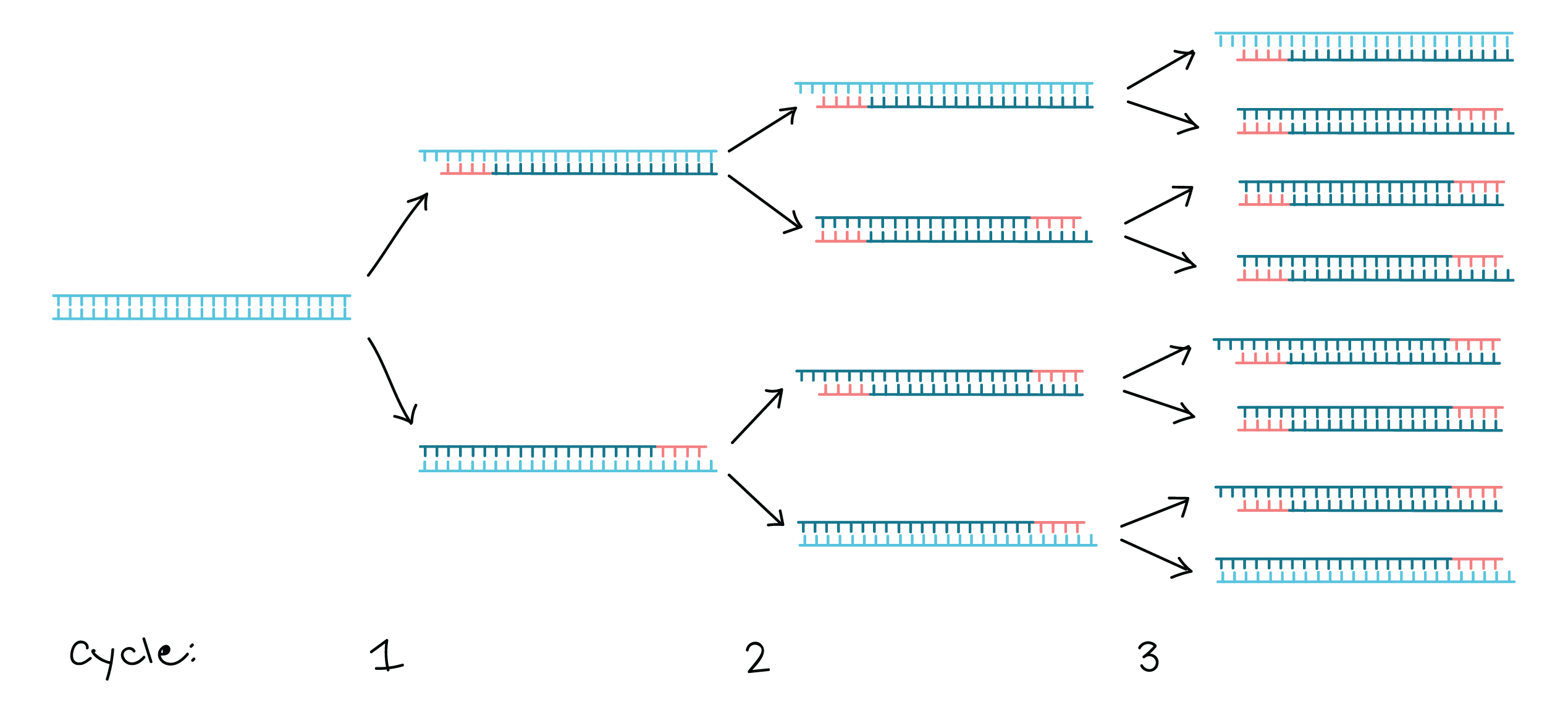 <ul><li><p><strong><span>Amplification of small parts of DNA in a test tube&nbsp;</span></strong></p></li><li><p><strong><span>Uses DNA polymerases found in thermophilic bacteria bc of its ability to survive high heat needed to denature protein&nbsp;</span></strong></p></li><li><p><strong><span>Exponential reaction: initial copy becomes template for other DNA segments&nbsp;</span></strong></p></li><li><p><strong><span>DNA is heated to melting temperature-&gt; breaks hydrogen bonds between strands and allows them to separate&nbsp;</span></strong></p><ul><li><p><strong><span>Becomes SS</span></strong></p></li></ul></li><li><p><strong><span>Sample is cooled just enough to allow primers to bind to their specific complementary section of DNA&nbsp;</span></strong></p></li><li><p><strong><span>DNA synthesis:&nbsp;</span></strong></p><ul><li><p><strong><span>Sample is heated to the working temperature of DNA polymerase&nbsp;</span></strong></p></li><li><p><strong><span>Polymerase binds to the DNA primer complex and synthesis of a new DNA strand&nbsp;</span></strong></p></li></ul></li><li><p><strong><span>PCR rxn continues-&gt; by third cycle you have DNA that is only from your area of interest&nbsp;</span></strong></p><ul><li><p><strong><span>DNA segment becomes predom further in the cycle&nbsp;</span></strong></p></li><li><p><strong><span>The cycle runs 30x times</span></strong></p></li></ul></li></ul>