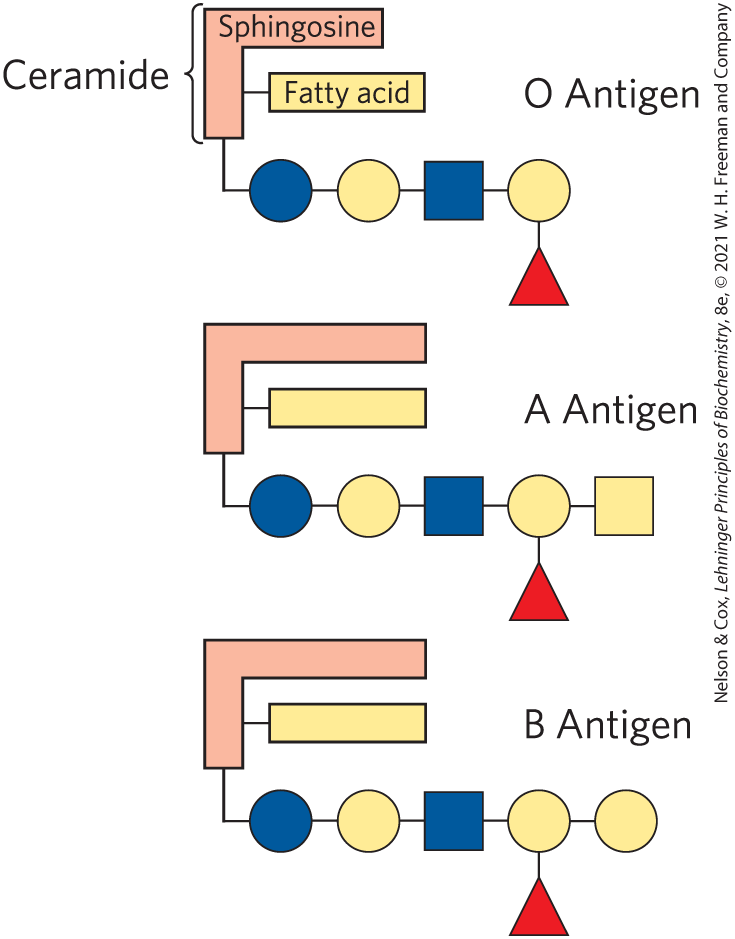 <ul><li><p>Glycolipids, with these sugar head-groups, are typically on the outer leaflet of the membrane where sugars would face outside the cell.</p></li><li><p>These sugars are recognition sites for different types of molecules to bind</p></li><li><p><span>Some sphingolipids are glycolipids — but not all.</span></p><ul><li><p>(Similar to how some<span> sphingolipids are phospholipids — but not all.)</span></p></li></ul></li><li><p>Expression of glycosyltransferase (enzyme) = attaches sugars to head-group</p><ul><li><p>No expression = no sugar attachment => O-antigen</p></li></ul></li><li><p><strong>Just know: The head-group substituents differ because of this enzyme </strong></p></li></ul><p></p>
