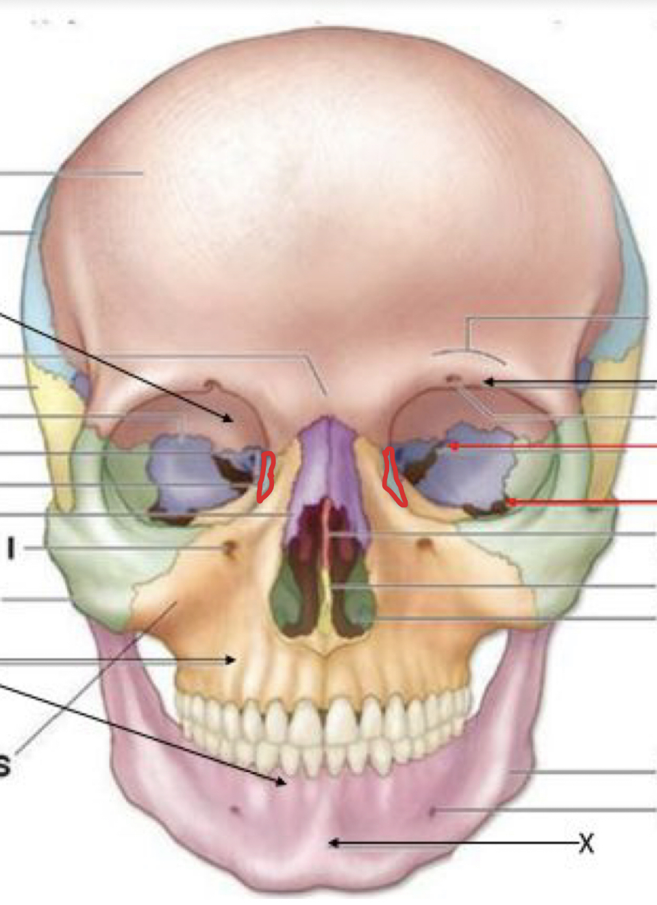 knowt flashcard image