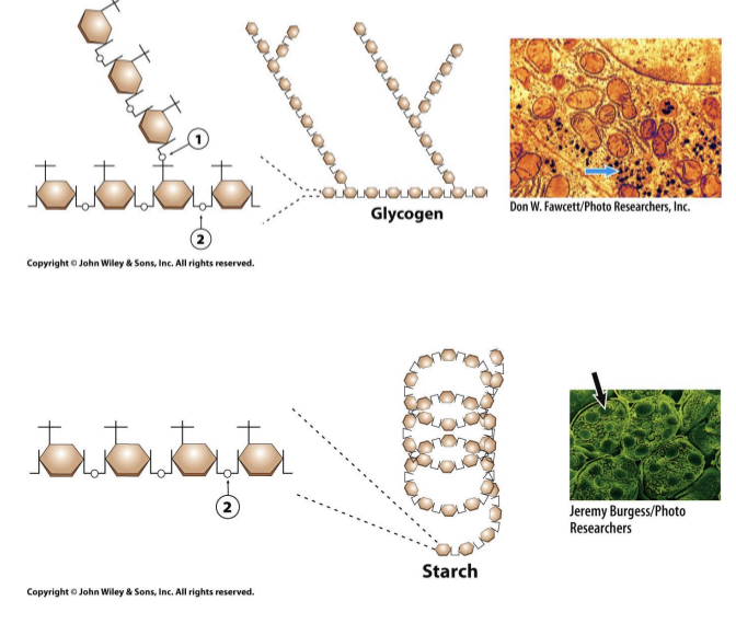 <ul><li><p>α(1,4) linkages resulting in long, branched chains (glycogen) or coils (starch).</p></li><li><p>Glycogen or starch granules (where the arrow is pointing) can be broken down to get glucose</p></li></ul><p></p>