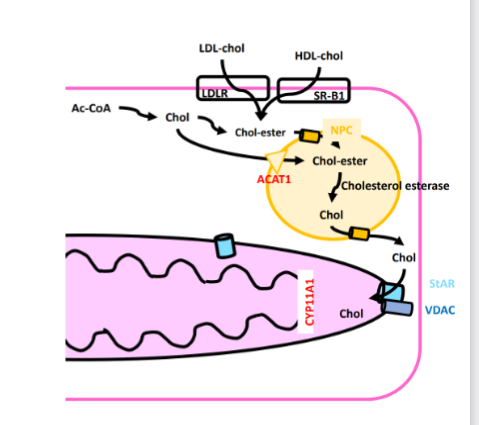 <ul><li><p><span><strong>Cholesterol is stored in lipid droplets as cholesterol esters</strong></span><br><span><strong>• Synthesized cholesterol is converted by a family of enzymes – ACAT1 (Acetyl CoA Acetyltransferase1, esterifies cholesterol)</strong> at the lipid droplet membrane</span><br><span>• Brought in as esters from<strong> LDL or HDLs. </strong>(LDLR and SR- B1)</span></p><ul><li><p><span>• Brought into the lipid droplet by NPC (Niemann Pick Type C Protein)</span></p></li></ul></li><li><p><span><strong>• Cholesterol ester is de-esterified by cholesterol esterase, and cholesterol leaves via NPC</strong></span></p></li><li><p><span>•<strong> Cholesterol enters the mitochondrion via StAR (steroid acute regulatory protein), aided by a VDAC.</strong></span></p></li></ul><p></p>