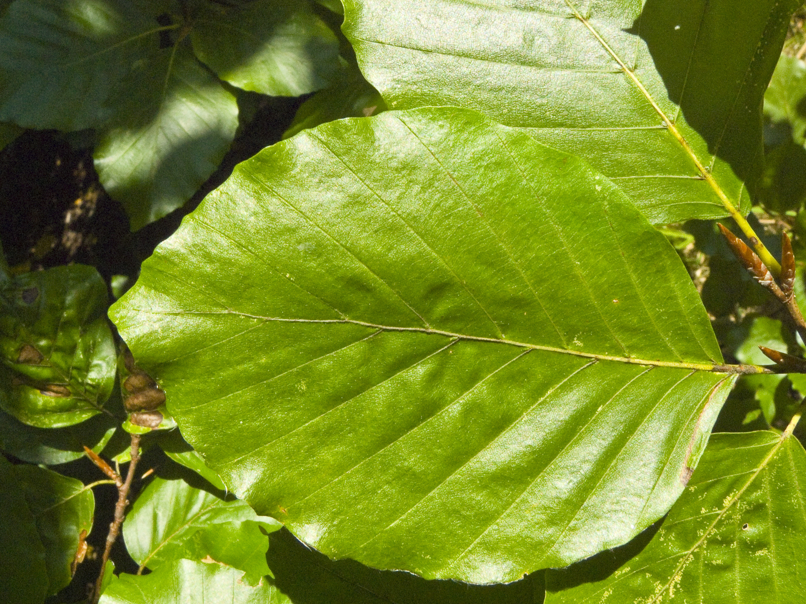 <p>Whose leaf is this?</p>