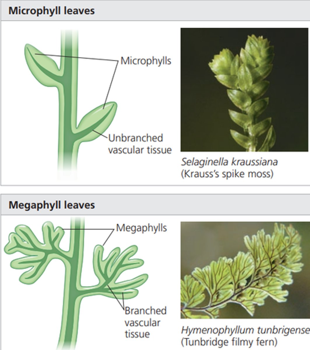 <p>A small, usually spine-shaped leaf supported by a single strand of vascular tissue, found only in lycophytes.</p>