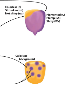 <p>controls genes that control several phenotypes of maize kernels;</p><p>pt traits: pigmented/colorless, plump/shrunken, nonshiny/waxy</p><p>transpoable/unstable alleles can lead to novel/odd phenotypes</p><p>spotted phenotype: independent exicsion of Ds alleles</p>