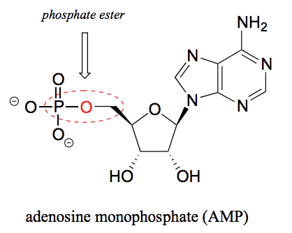 <p>The chemical linkage between phosphate and a carbon atom. For example between the ribose and phosphate group in AMP.</p>