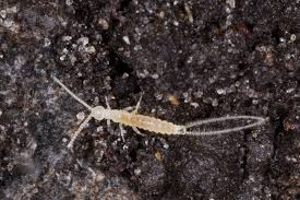 <ul><li><p>tiny (nearly microscopic) soil insects </p></li><li><p>two caudal filaments (cerci)</p></li><li><p>no eyes</p></li><li><p>unusual in having numerous instars, sometimes over 30</p></li></ul><p></p>
