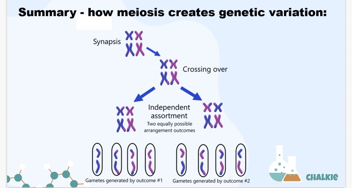 <p>Prophase I|: Nuclear envelope breaks down and spindle fibres form. No DNA replication occurs.</p><p>Metaphase I|: Chromosomes line up at the equator with sister chromatids facing opposite poles</p><p>Anaphase II: Sister chromatids are pulled apart to opposite poles</p><p>Telophase II: The Nuclei(plural) reform, cytoplasm divides, resulting in four haploid daughter cells</p><p></p><ol start="2"><li><p>Interphase: DNA replicates and so second chromatids are formed therefore,chromosomes consist of 2 identical sister chromatids.</p><p></p></li><li><p>Meiosis I (Reduction Division):</p></li></ol><p>This is where homologous chromosomes separate.</p><p>*   Prophase I: Chromosomes condense and become visible. Homologous chromosomes pair up, in a process called synapsis, forming bivalents (or tetrads). Crossing over occurs between non-sister chromatids at points called chiasmata, leading to the exchange of genetic material and increasing genetic variation. The nuclear envelope breaks down.</p><p>*   Metaphase I: The bivalents align independently along the metaphase plate(the equator of the cell). Independent assortment occurs which is the process where the orientation of each homologous pair is random and independent of other homologous pairs.</p><p>*   Anaphase I: Homologous chromosomes separate and are pulled to opposite poles of the cell by spindle fibers. (Crucially, sister chromatids remain attached to each other.)</p><p>*   Telophase I and Cytokinesis: The chromosomes arrive at the poles, and the cell divides into two haploid daughter cells. Each chromosome in these daughter cells still consists of two sister chromatids. The nuclear envelope may reform.</p><p>Meiosis II (Equational Division):</p><p>This is similar to mitosis, where sister chromatids separate.</p><p>*   Prophase II: The nuclear envelope breaks down again (if it reformed), and chromosomes condense.</p><p>*   Metaphase II: The chromosomes, each still made of two sister chromatids, align individually along the metaphase plate in each of the two daughter cells from Meiosis I.</p><p>*   Anaphase II: Sister chromatids separate and move to opposite poles of the cell via spindle fibers , becoming individual chromosomes.</p><p>*   Telophase II and Cytokinesis: The chromosomes arrive at the poles, and each of the two cells divides, resulting in a total of four haploid daughter cells. Each of these cells contains a single set of unreplicated chromosomes and is genetically distinct due to crossing over and independent assortment.</p><p>(The overall result is four genetically unique haploid cells, which in humans are sperm or egg cells)</p>