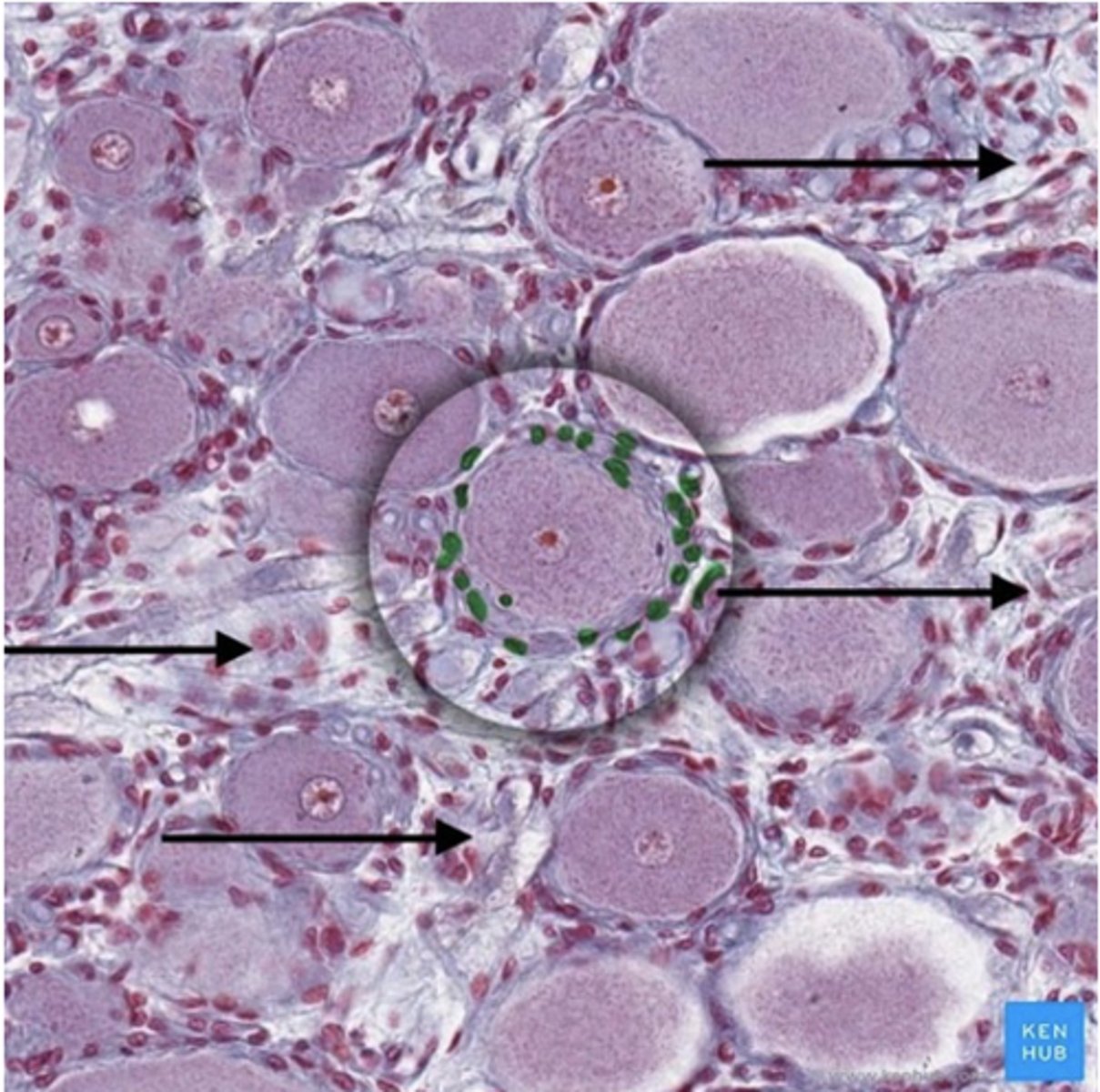 <p>Identify the cell</p>