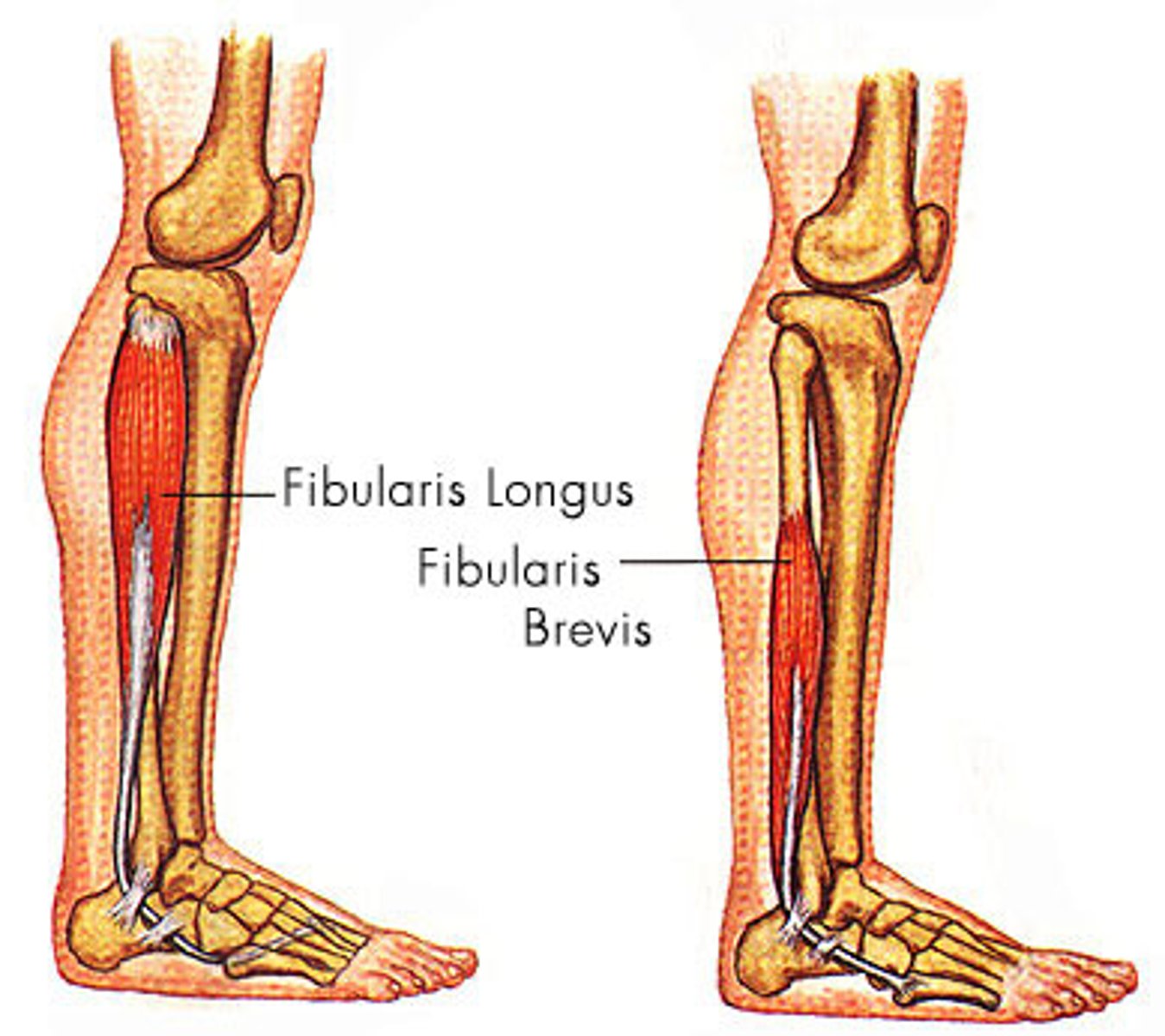 <p>Origin: Inferolateral fibula</p><p>Insertion: Base of the 5th metatarsal</p>