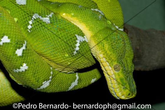 <p><strong>Emerald Tree Boa</strong></p>