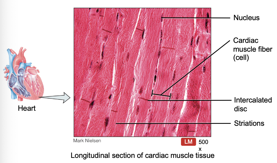 <p>One nucleus</p><p>Striated</p><p>Intercalated discs</p><p>Involuntary</p>