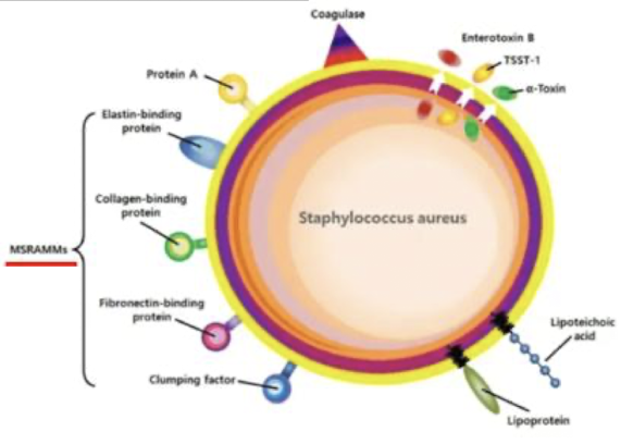 <p><strong>– Fibrinogen-binding proteins</strong></p><p><strong>– Fibronectin-binding proteins</strong></p><p><strong>– Collagen-binding proteins</strong></p><p><strong>– Laminin-binding proteins</strong></p>