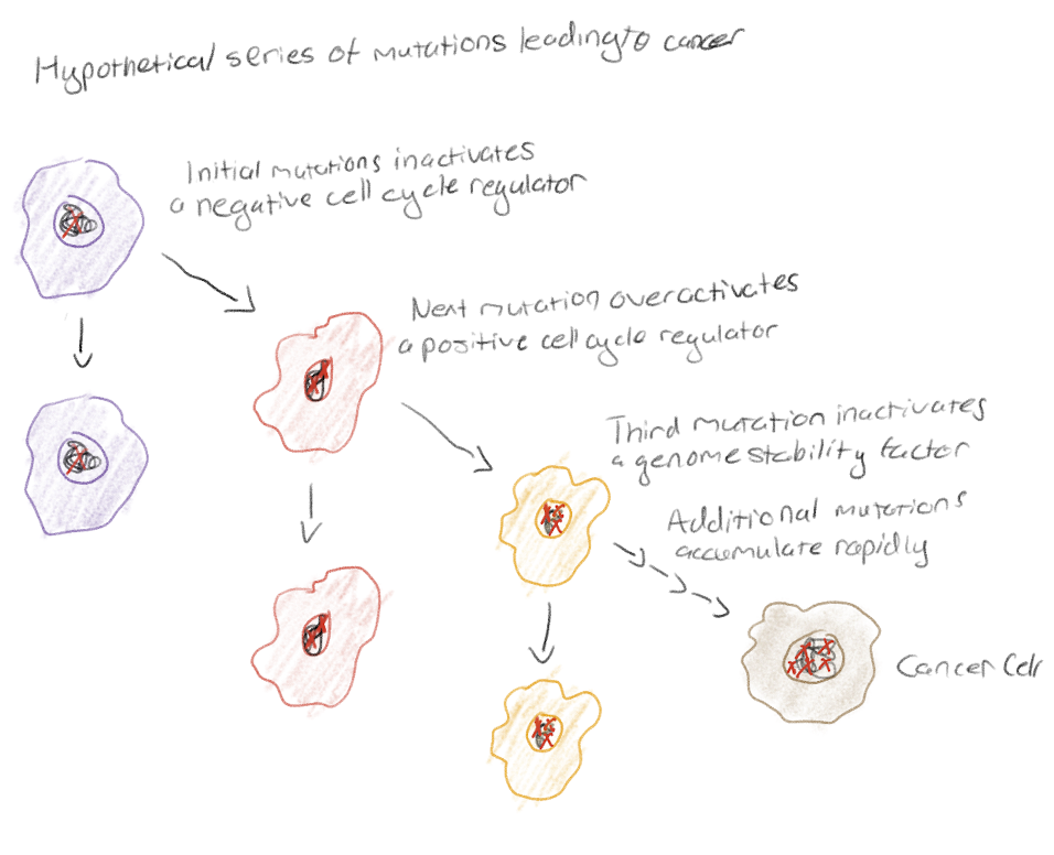 <p>Around 6 changes in DNA must occur for cell to become fully cancerous, including:</p><p>Appearance of active oncogene</p><p>Loss of function tumor suppressor gene (p53)</p><p>Activation of telomerase</p>