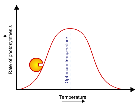 <p>How does varying temperature affect the rate of photosynthesis?</p>