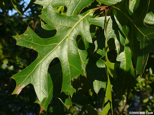 <p>Turkey oak</p>