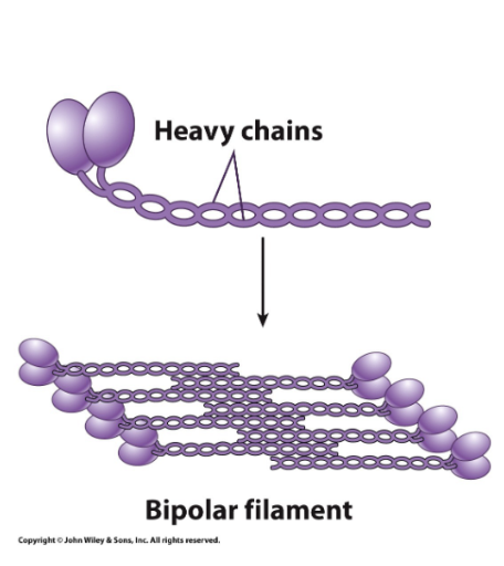 <p>Bipolar myosin filaments</p>