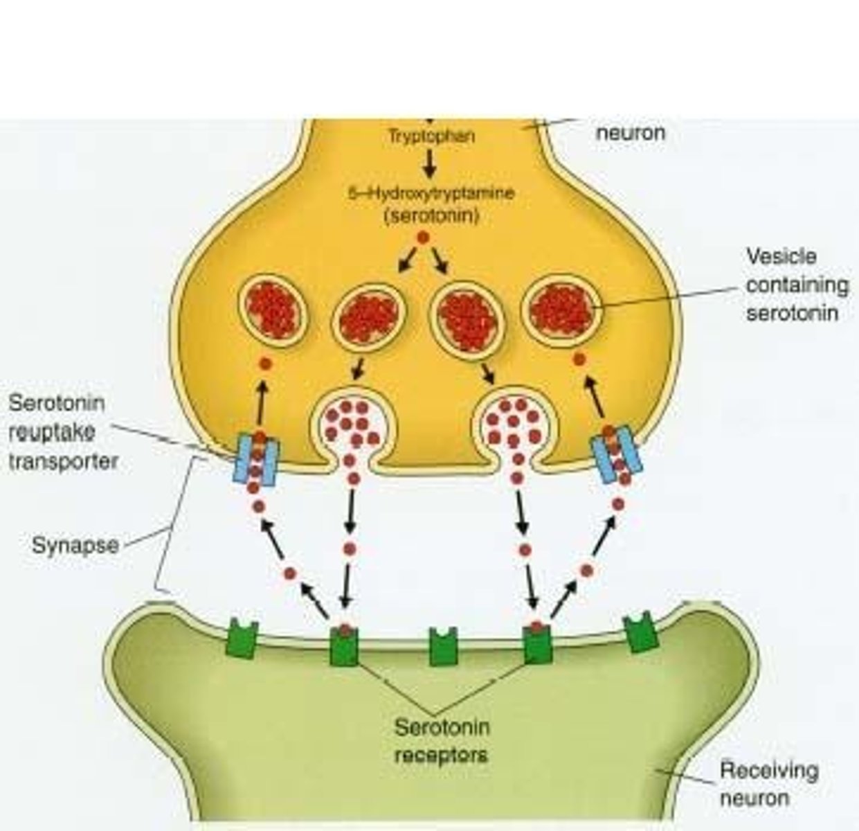 <p>Neurotransmitter regulating mood, appetite, and sleep.</p>