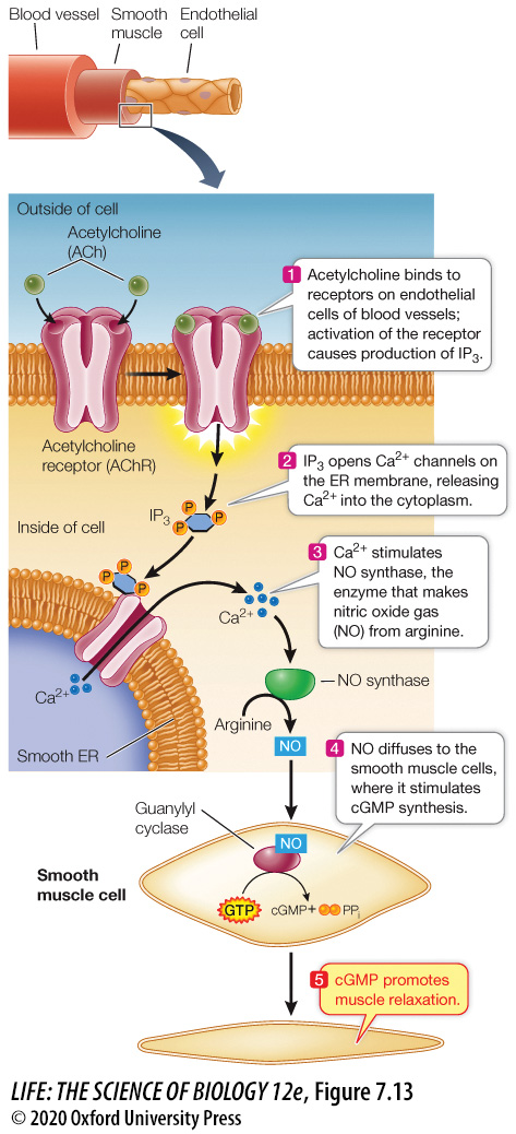 <p>______ is a second messenger between ______ (a neurotransmitter) and the relaxation of ______ in blood vessels, allowing more blood flow.<br><br><strong>Concept 7.3 Signal Transduction Spreads the Response to a Signal through the Cell</strong></p>