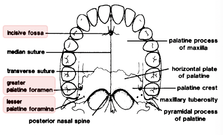 <p>three: </p><ul><li><p>incisive - lies immediately behind central incisor teeth </p></li><li><p>greater palatine - lie anteriorly to tubercle of palatine bone</p></li><li><p>lesser palatine - lie posteriorly to tubercle of palatine bone </p></li></ul>