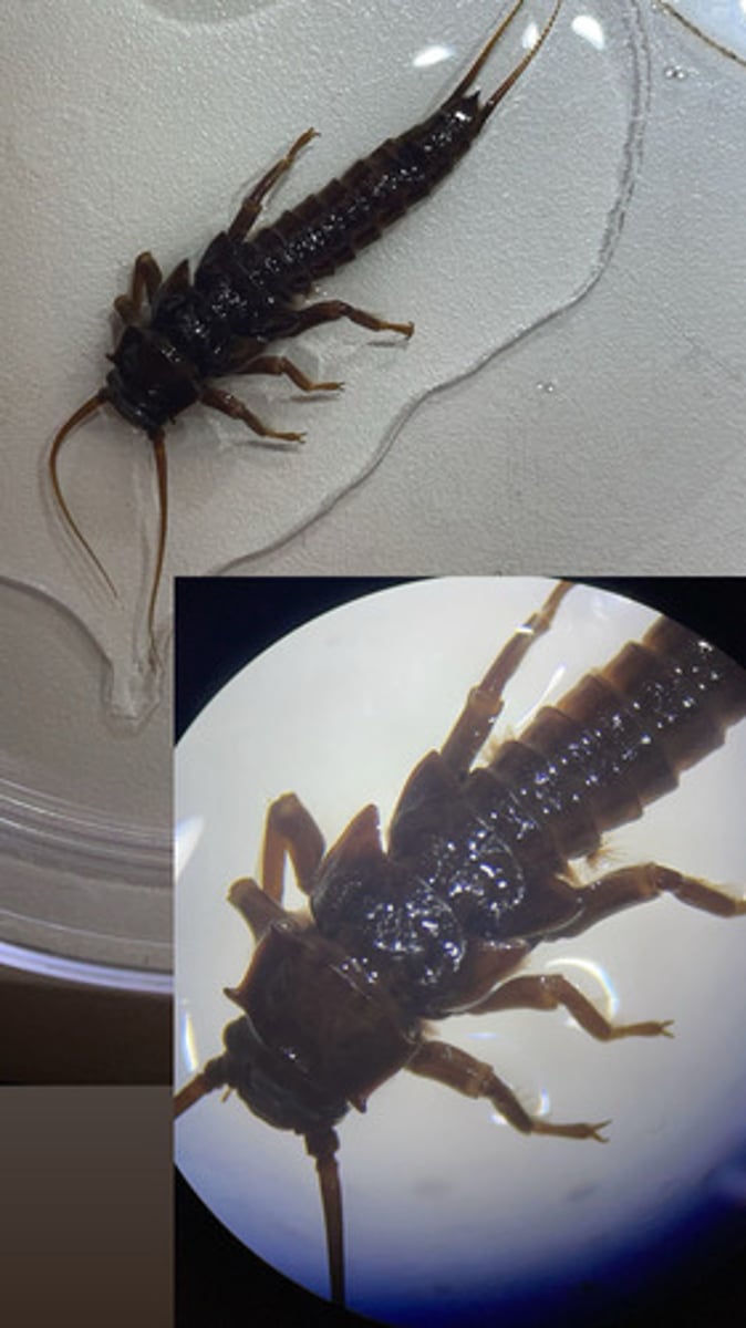 <p>Gills on 1st and 2nd abdomen (family and genus)</p>
