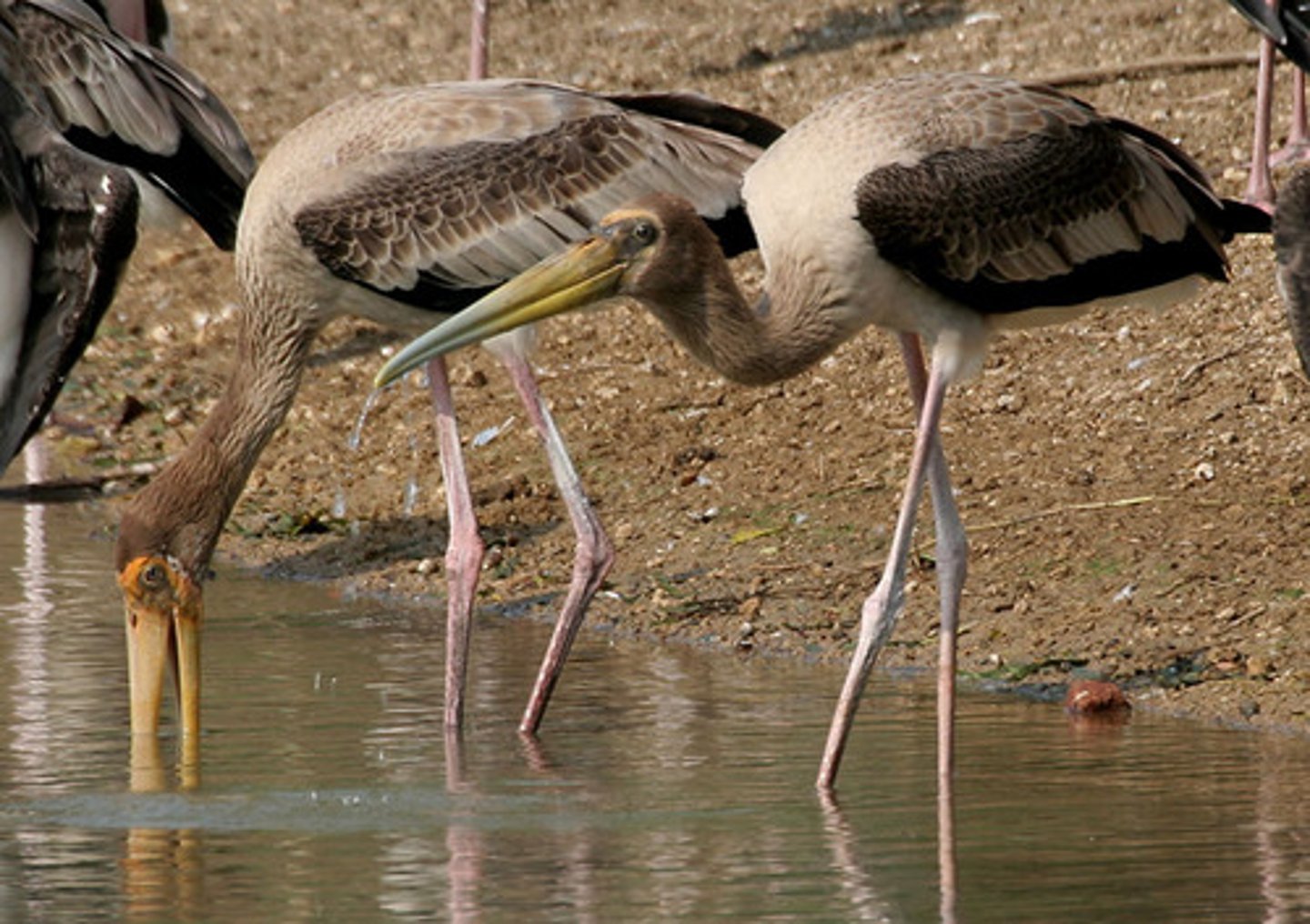 <p>foraging</p>