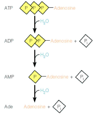 <ul><li><p>The free energy changes of ATP refer to the energy released when ATP is hydrolyzed to ADP and inorganic phosphate, driving various biochemical processes</p><ul><li><p>This energy change is crucial for cellular work, facilitating reactions that require energy input</p></li></ul></li><li><p>Hydrolysis: breaking bonds apart using water</p></li></ul><p></p>