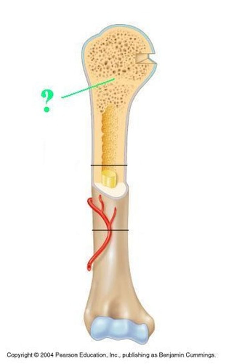<p>A band of cartilage located between the diaphysis and each epiphysis.</p><p>This area is the site of long bone growth in children and is frequently referred to as the "growth plate".</p><p>Once the person reaches maturity and adult height, the cartilage ossifies or turns to bone.</p><p>This area is referred to as the epiphyseal line in adults.</p>