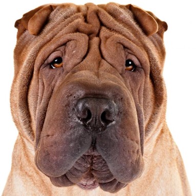 <p>Chinese Shar-Pei</p>