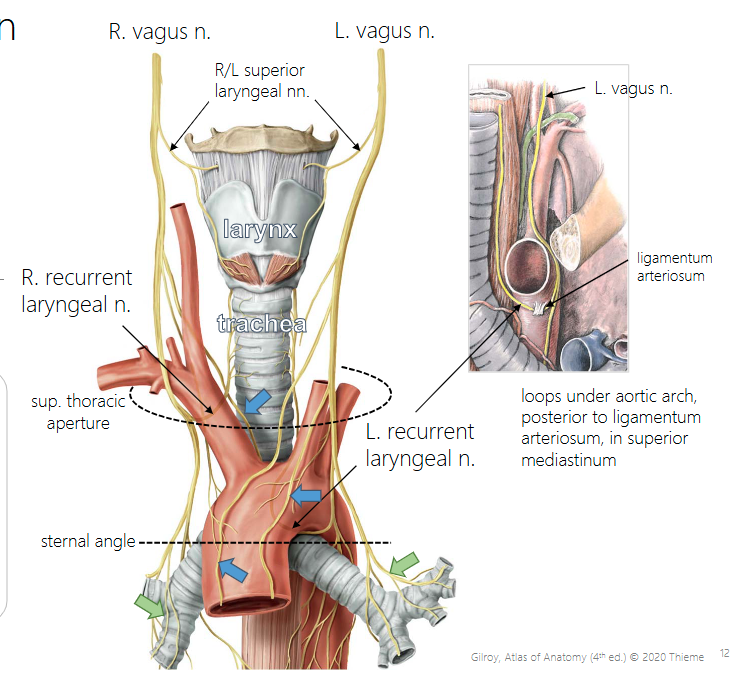 <p>The left&nbsp;loops under aortic arch, posterior to ligamentum arteriosum, in superior mediastinum</p>
